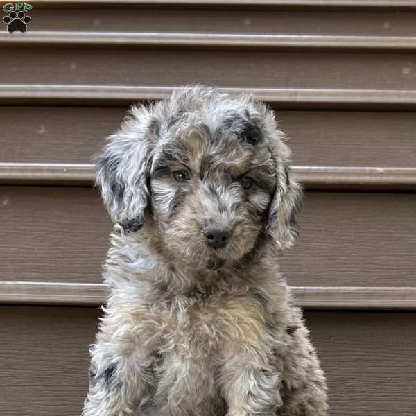 Corey, Mini Bernedoodle Puppy