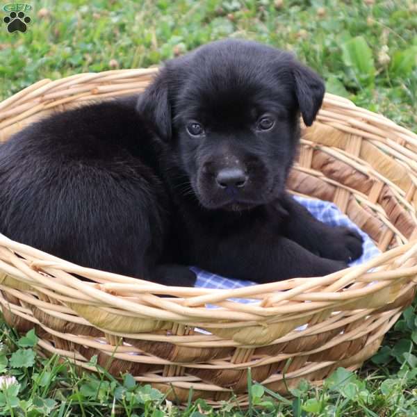 Coby, Black Labrador Retriever Puppy