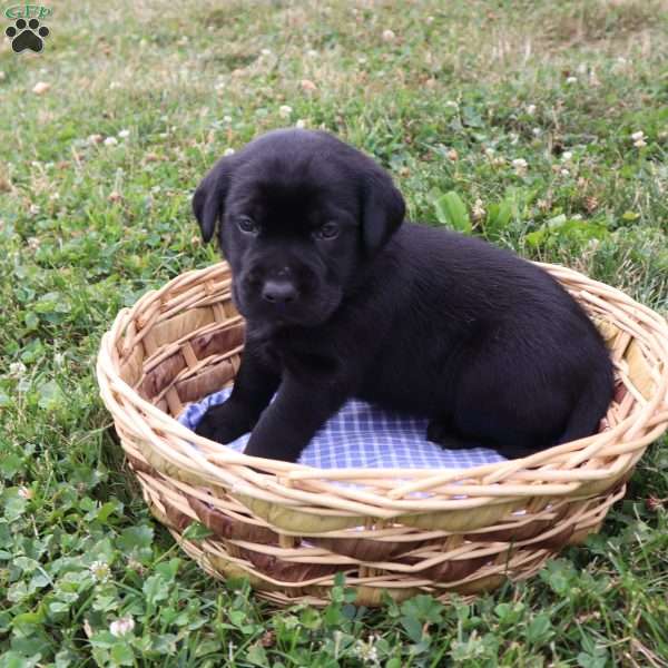 Carly, Black Labrador Retriever Puppy