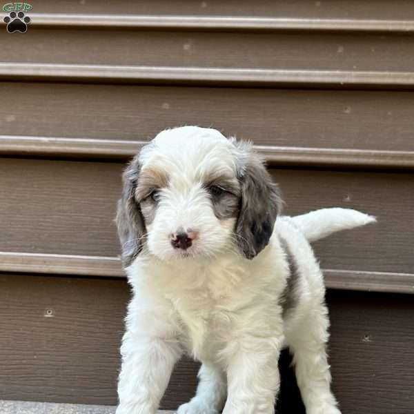 Carson, Mini Bernedoodle Puppy