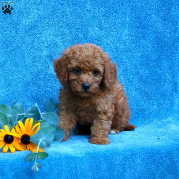 Waylon, Toy Poodle Puppy