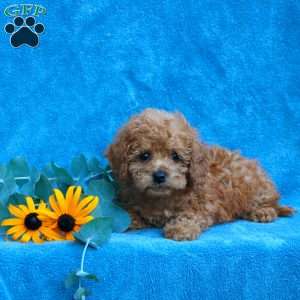 Wade, Toy Poodle Puppy