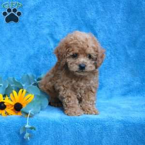 Wade, Toy Poodle Puppy