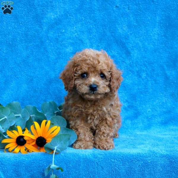 Wade, Toy Poodle Puppy