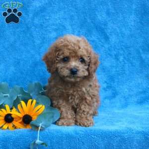 Wade, Toy Poodle Puppy