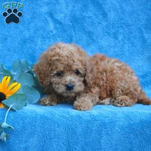 Wade, Toy Poodle Puppy