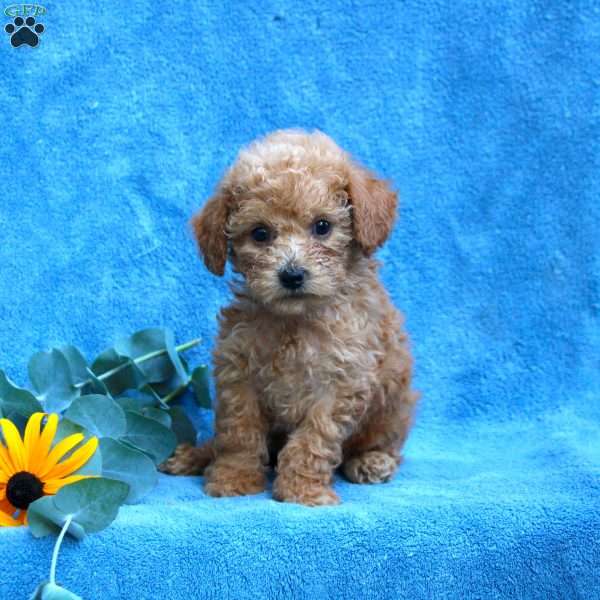 Wyatt, Toy Poodle Puppy