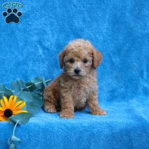 Wyatt, Toy Poodle Puppy