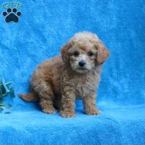 Wyatt, Toy Poodle Puppy