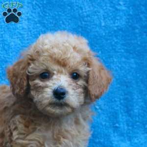 Wyatt, Toy Poodle Puppy