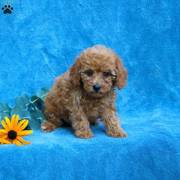 Willow, Toy Poodle Puppy