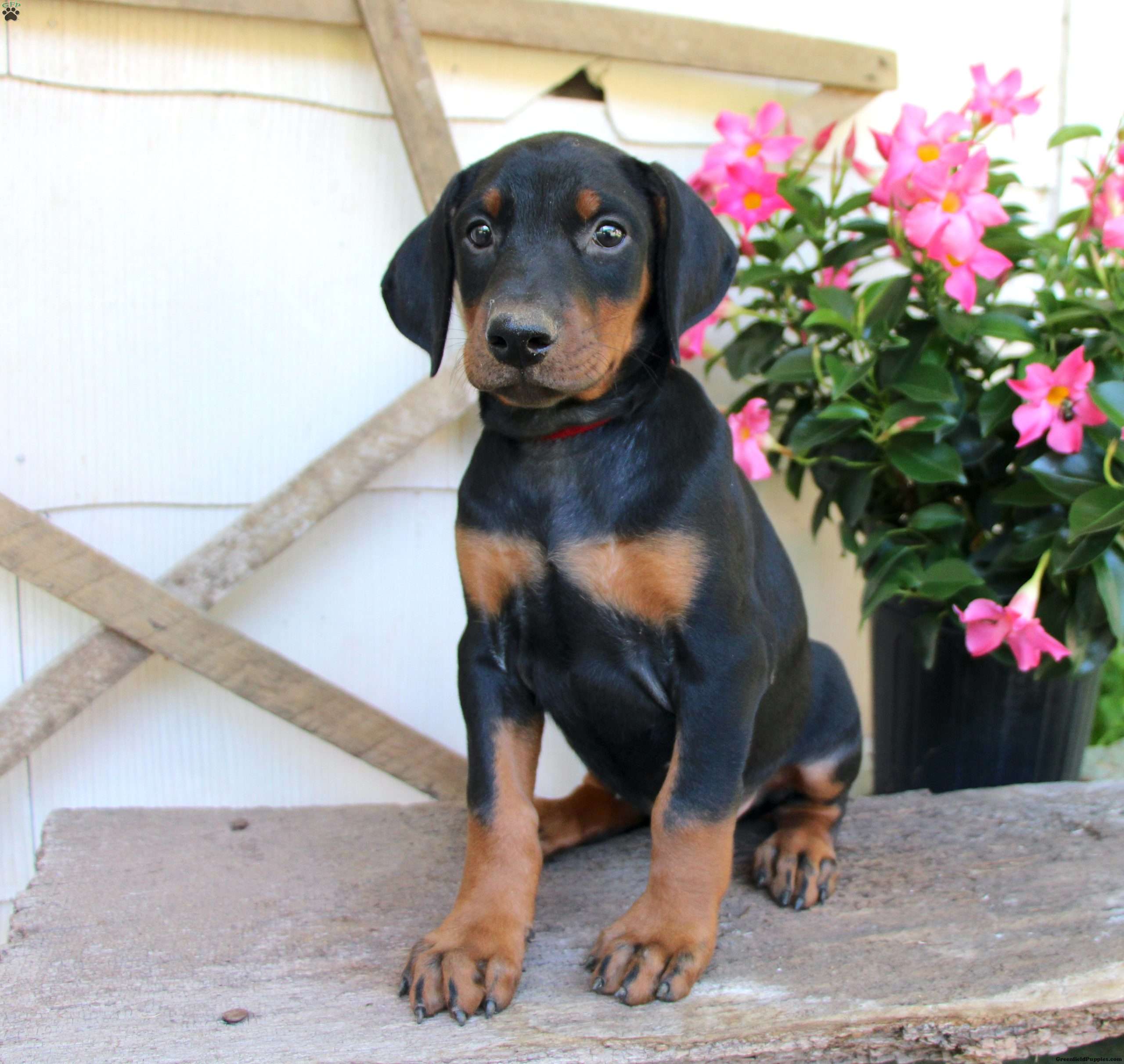 Stephanie - Doberman Pinscher Puppy For Sale in Pennsylvania