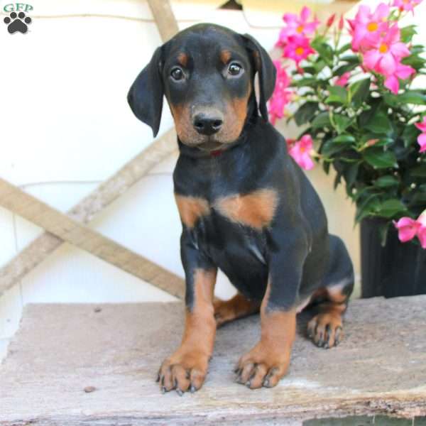 Stephanie, Doberman Pinscher Puppy