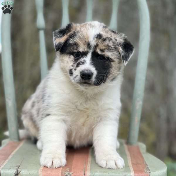 Sakura, Shiba Inu Mix Puppy