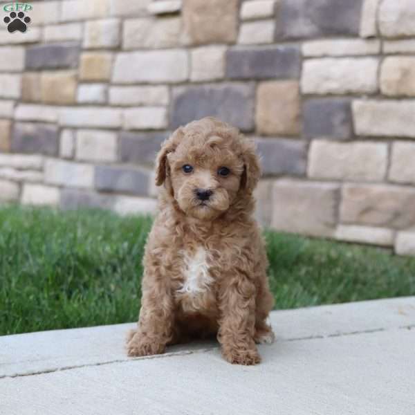 Jordon, Goldendoodle Puppy