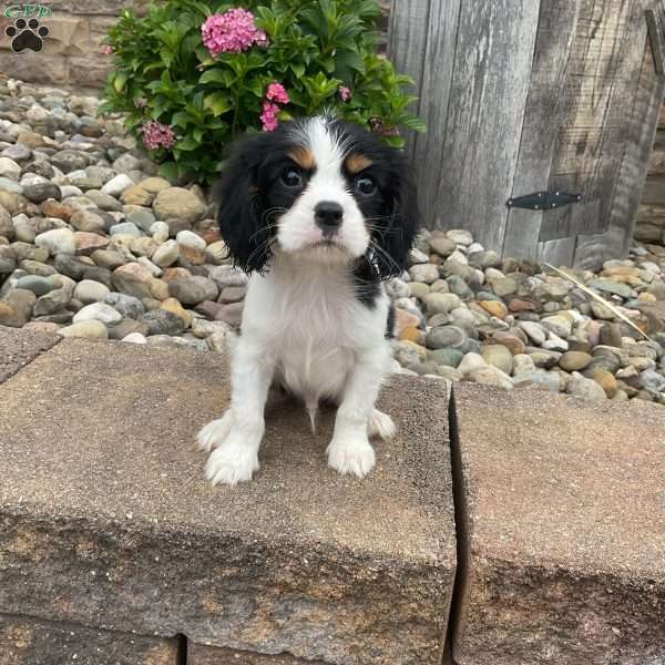 Baxter, Cavalier King Charles Spaniel Puppy