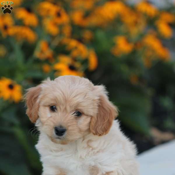 Lars, Maltipoo Puppy