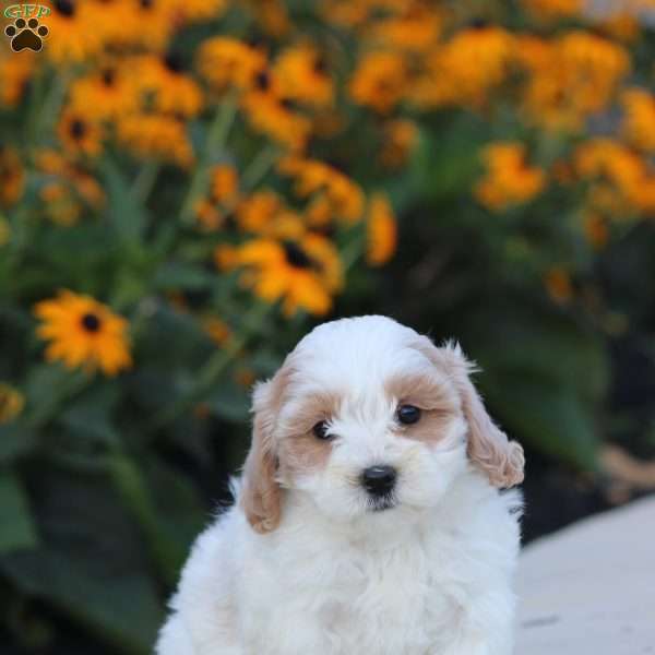 Lilac, Maltipoo Puppy