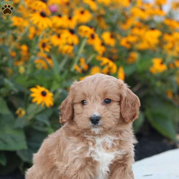 Logan, Maltipoo Puppy