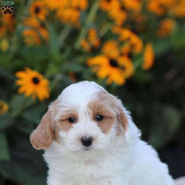 Lincoln, Maltipoo Puppy