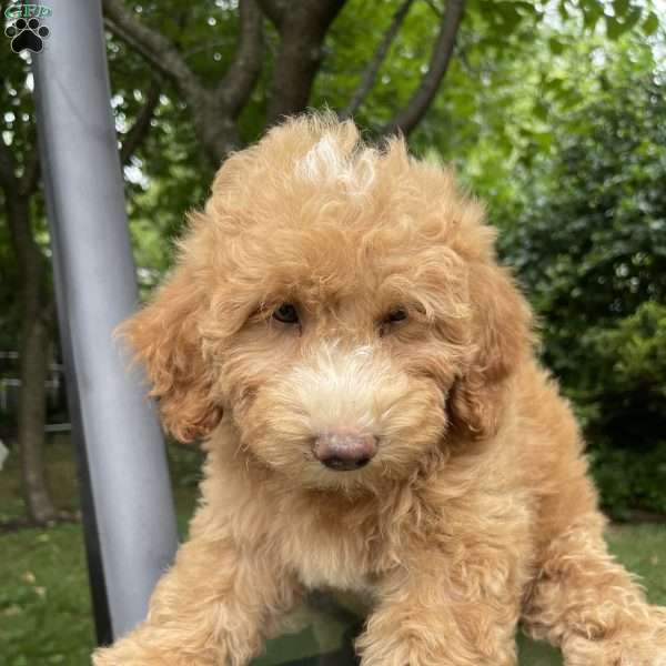 Bobbie  F1bb, Mini Goldendoodle Puppy