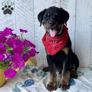 Rottweiler Puppies For Sale - Greenfield Puppies