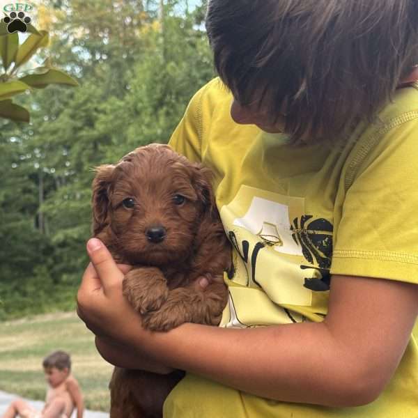 Leo, Cavapoo Puppy