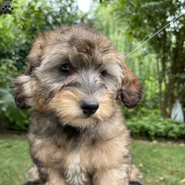 Missy F1bb, Mini Goldendoodle Puppy