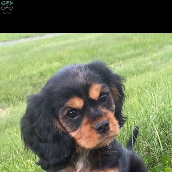 Brooke, Cavalier King Charles Spaniel Puppy