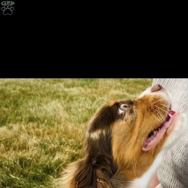 Acorn, Cavalier King Charles Spaniel Puppy