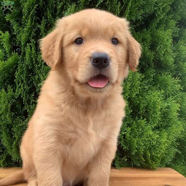 Waldo, Golden Retriever Puppy