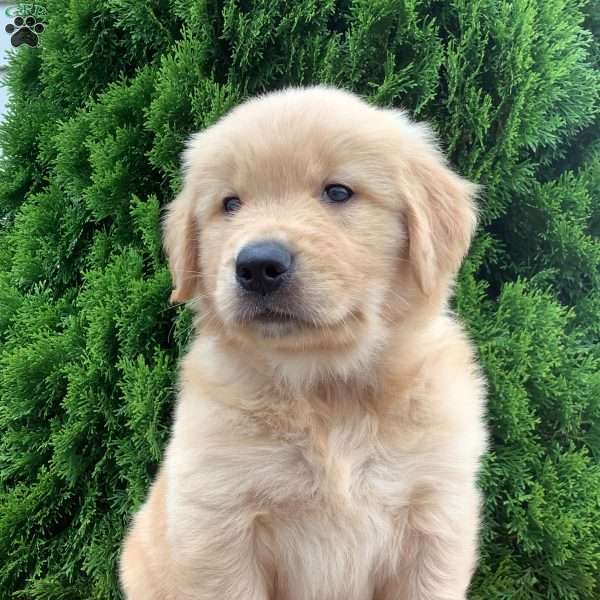 Archie, Golden Retriever Puppy