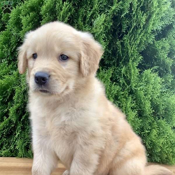 Willow, Golden Retriever Puppy