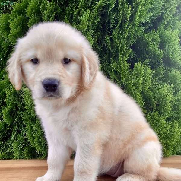 Story, Golden Retriever Puppy