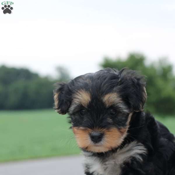 Gracie, Yorkie Poo Puppy