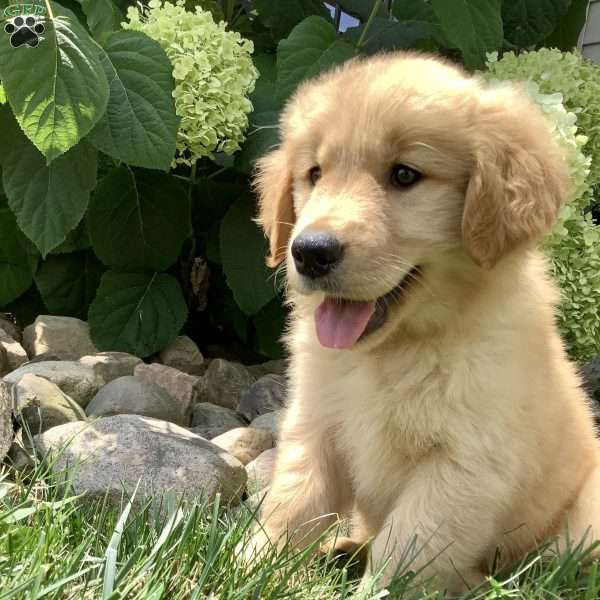 Skye, Golden Retriever Puppy