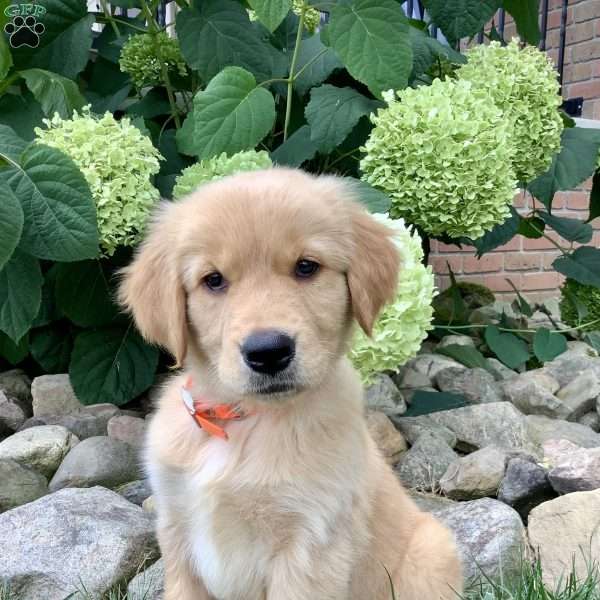 Piper, Golden Retriever Puppy