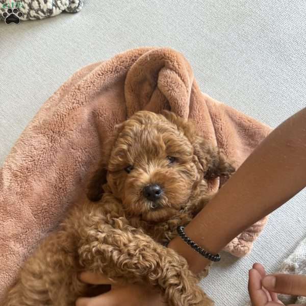 Jax, Cavapoo Puppy