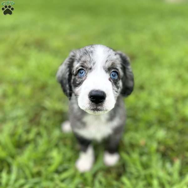 Royal, Aussiedoodle Puppy