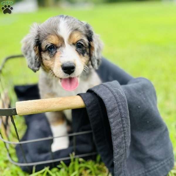 Scotch, Aussiedoodle Puppy