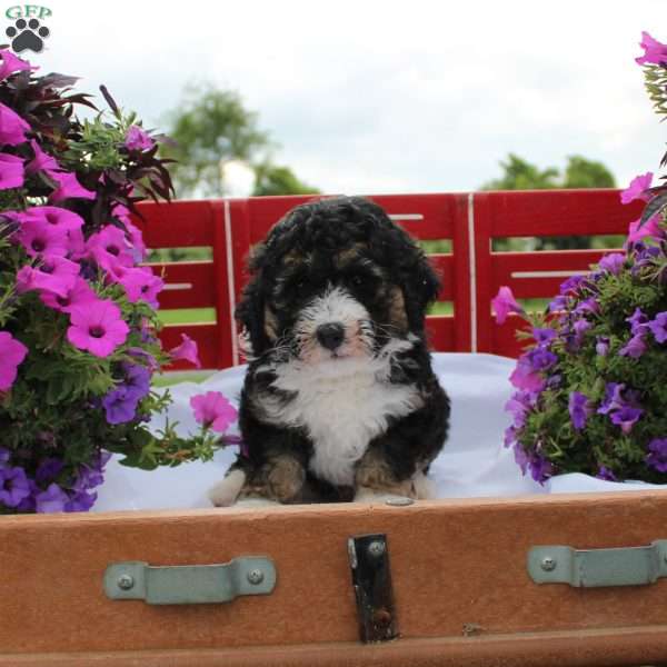 Paul, Mini Bernedoodle Puppy