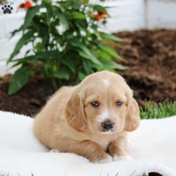 Maverick, Cockapoo Puppy