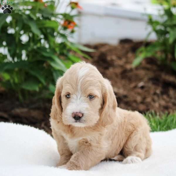 Mia, Cockapoo Puppy