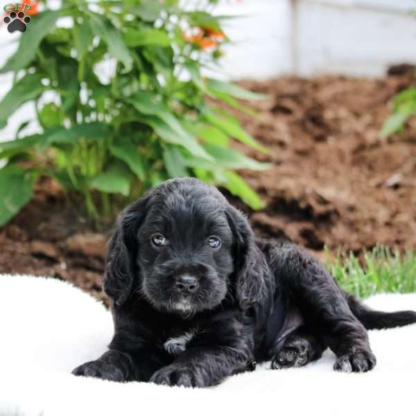 Mason, Cockapoo Puppy