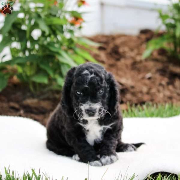 Makia, Cockapoo Puppy