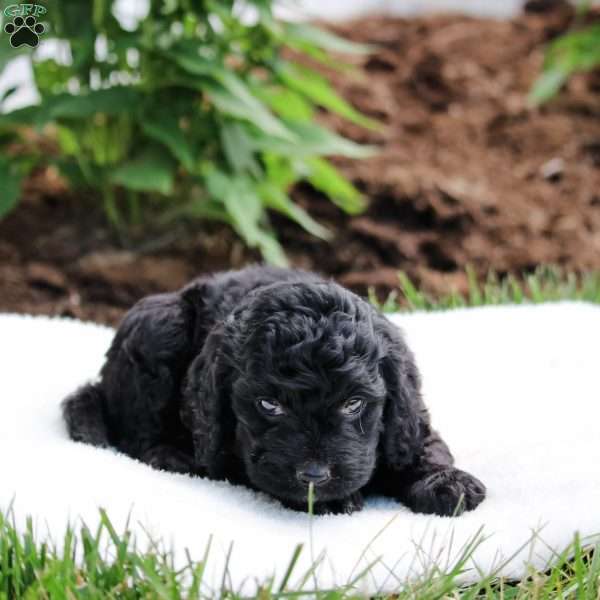 Melisa, Cockapoo Puppy