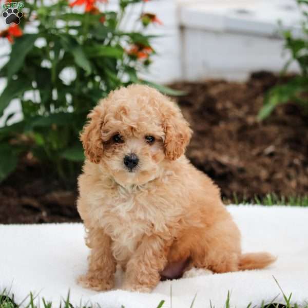 Leo, Maltipoo Puppy