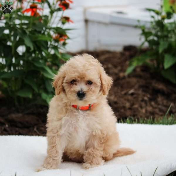 Laney, Maltipoo Puppy