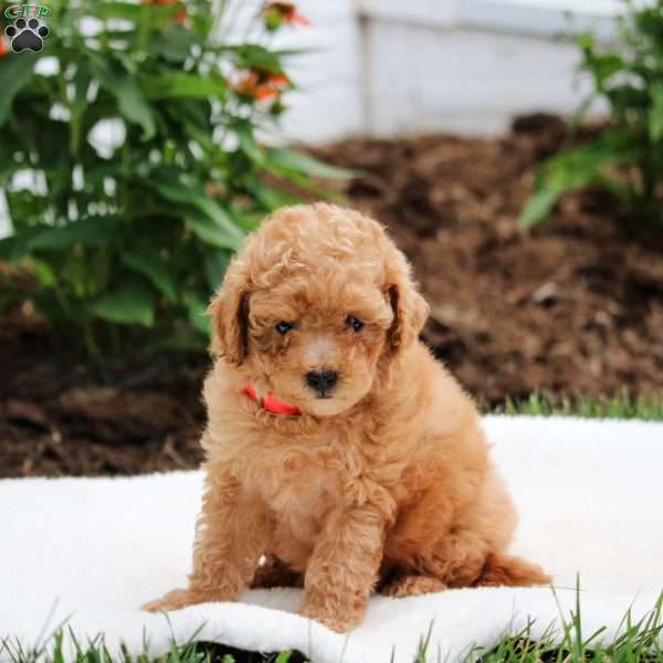 Lily, Maltipoo Puppy