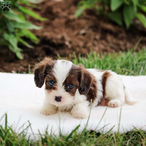 Monti, Cavapoo Puppy